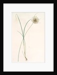Allium longispathum, Allium paniculatum; Ail à longues spathes by Pierre Joseph Redouté
