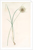 Allium longispathum, Allium paniculatum; Ail à longues spathes by Pierre Joseph Redouté