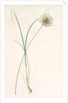 Allium longispathum, Allium paniculatum; Ail à longues spathes by Pierre Joseph Redouté
