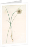 Allium longispathum, Allium paniculatum; Ail à longues spathes by Pierre Joseph Redouté