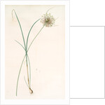 Allium longispathum, Allium paniculatum; Ail à longues spathes by Pierre Joseph Redouté