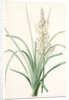 Asphodelus ramosus, Ashpodèle rameux, king's spear; royal staff; white asphodel; branched asphodel by Pierre Joseph Redouté