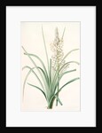 Asphodelus ramosus, Ashpodèle rameux, king's spear; royal staff; white asphodel; branched asphodel by Pierre Joseph Redouté