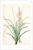 Asphodelus ramosus, Ashpodèle rameux, king's spear; royal staff; white asphodel; branched asphodel by Pierre Joseph Redouté