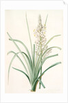 Asphodelus ramosus, Ashpodèle rameux, king's spear; royal staff; white asphodel; branched asphodel by Pierre Joseph Redouté
