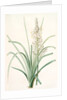 Asphodelus ramosus, Ashpodèle rameux, king's spear; royal staff; white asphodel; branched asphodel by Pierre Joseph Redouté