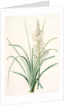Asphodelus ramosus, Ashpodèle rameux, king's spear; royal staff; white asphodel; branched asphodel by Pierre Joseph Redouté