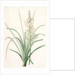Asphodelus ramosus, Ashpodèle rameux, king's spear; royal staff; white asphodel; branched asphodel by Pierre Joseph Redouté