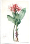 Haemanthus multiflorus, Hémanthe multiflore; Fireball lily by Pierre Joseph Redouté