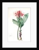 Haemanthus multiflorus, Hémanthe multiflore; Fireball lily by Pierre Joseph Redouté