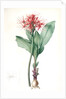 Haemanthus multiflorus, Hémanthe multiflore; Fireball lily by Pierre Joseph Redouté