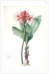 Haemanthus multiflorus, Hémanthe multiflore; Fireball lily by Pierre Joseph Redouté