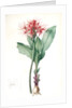 Haemanthus multiflorus, Hémanthe multiflore; Fireball lily by Pierre Joseph Redouté