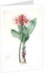 Haemanthus multiflorus, Hémanthe multiflore; Fireball lily by Pierre Joseph Redouté