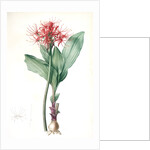 Haemanthus multiflorus, Hémanthe multiflore; Fireball lily by Pierre Joseph Redouté