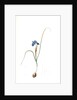 Iris Sisyrinchium, Iris double-bulbe by Pierre Joseph Redouté