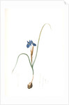 Iris Sisyrinchium, Iris double-bulbe by Pierre Joseph Redouté