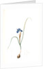 Iris Sisyrinchium, Iris double-bulbe by Pierre Joseph Redouté