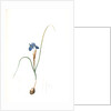 Iris Sisyrinchium, Iris double-bulbe by Pierre Joseph Redouté