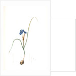 Iris Sisyrinchium, Iris double-bulbe by Pierre Joseph Redouté
