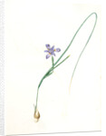 Iris Sisyrinchium, Iris double-bulbe à fleurs violet pâle, Spanish nut by Pierre Joseph Redouté