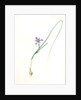 Iris Sisyrinchium, Iris double-bulbe à fleurs violet pâle, Spanish nut by Pierre Joseph Redouté