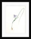 Iris Sisyrinchium, Iris double-bulbe à fleurs violet pâle, Spanish nut by Pierre Joseph Redouté