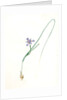 Iris Sisyrinchium, Iris double-bulbe à fleurs violet pâle, Spanish nut by Pierre Joseph Redouté