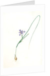 Iris Sisyrinchium, Iris double-bulbe à fleurs violet pâle, Spanish nut by Pierre Joseph Redouté