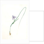 Iris Sisyrinchium, Iris double-bulbe à fleurs violet pâle, Spanish nut by Pierre Joseph Redouté