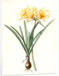 Amaryllis aurea, Lycoris aurea; Amaryllis dorée; Golden Spider Lily, Golden hurricane lily by Pierre Joseph Redouté