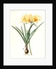 Amaryllis aurea, Lycoris aurea; Amaryllis dorée; Golden Spider Lily, Golden hurricane lily by Pierre Joseph Redouté