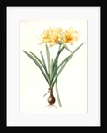 Amaryllis aurea, Lycoris aurea; Amaryllis dorée; Golden Spider Lily, Golden hurricane lily by Pierre Joseph Redouté