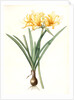 Amaryllis aurea, Lycoris aurea; Amaryllis dorée; Golden Spider Lily, Golden hurricane lily by Pierre Joseph Redouté