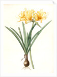 Amaryllis aurea, Lycoris aurea; Amaryllis dorée; Golden Spider Lily, Golden hurricane lily by Pierre Joseph Redouté