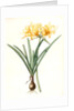 Amaryllis aurea, Lycoris aurea; Amaryllis dorée; Golden Spider Lily, Golden hurricane lily by Pierre Joseph Redouté