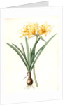 Amaryllis aurea, Lycoris aurea; Amaryllis dorée; Golden Spider Lily, Golden hurricane lily by Pierre Joseph Redouté