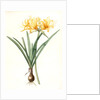 Amaryllis aurea, Lycoris aurea; Amaryllis dorée; Golden Spider Lily, Golden hurricane lily by Pierre Joseph Redouté