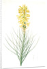 Asphodelus luteus, Asphodeline lutea; King's spear, Yellow asphodel; Jacob's rod by Pierre Joseph Redouté