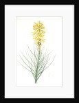 Asphodelus luteus, Asphodeline lutea; King's spear, Yellow asphodel; Jacob's rod by Pierre Joseph Redouté