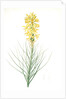 Asphodelus luteus, Asphodeline lutea; King's spear, Yellow asphodel; Jacob's rod by Pierre Joseph Redouté