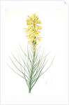 Asphodelus luteus, Asphodeline lutea; King's spear, Yellow asphodel; Jacob's rod by Pierre Joseph Redouté