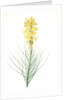 Asphodelus luteus, Asphodeline lutea; King's spear, Yellow asphodel; Jacob's rod by Pierre Joseph Redouté