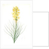 Asphodelus luteus, Asphodeline lutea; King's spear, Yellow asphodel; Jacob's rod by Pierre Joseph Redouté
