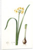 Narcissus intermedius, Narcisse intermédiaire (signed) by Pierre Joseph Redouté