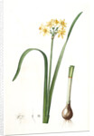 Narcissus intermedius, Narcisse intermédiaire (signed) by Pierre Joseph Redouté