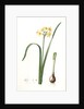 Narcissus intermedius, Narcisse intermédiaire (signed) by Pierre Joseph Redouté
