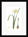 Narcissus intermedius, Narcisse intermédiaire (signed) by Pierre Joseph Redouté