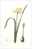 Narcissus intermedius, Narcisse intermédiaire (signed) by Pierre Joseph Redouté