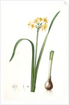 Narcissus intermedius, Narcisse intermédiaire (signed) by Pierre Joseph Redouté